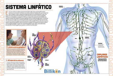 Sistema Linfatico Pdf - Sistema Linfático Resumo Pdf - FDPLEARN
