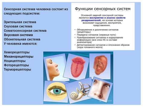 Сенсорная Система - презентация онлайн