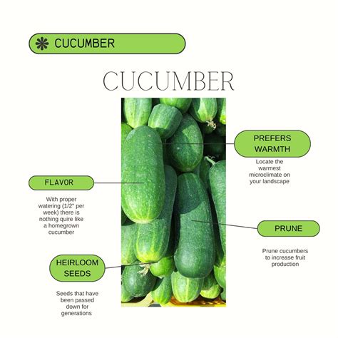 Pickling Cucumber Garden Pickling Cucumber