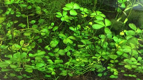Marsilea Hirsuta