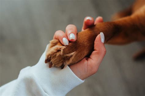 O Que Passar Na Pata Do Cachorro Para Hidratar Caseiro - Como hidratar pata de cachorro - Cuidados e hidratante caseiro