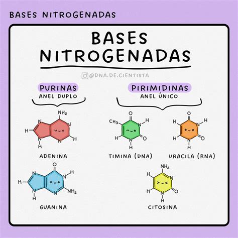 Bases Púricas E Pirimídicas - Bases nitrogenadas: resumo 📚 | Acidos nucleicos resumo, Bioquimica ...