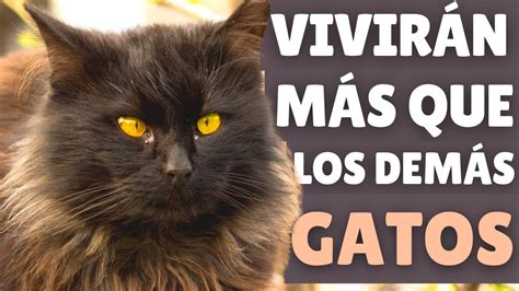 Las 10 Razas De Gatos Que Viven MÁs Tiempo Youtube