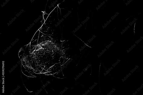 Orb-shaped spider web Stock Photo | Adobe Stock