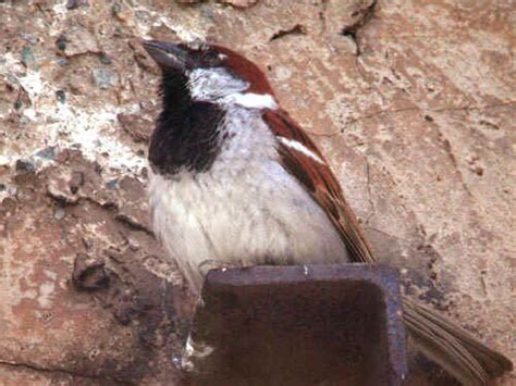 Moineau Domestique Passer Domesticus Photos En Digiscopie