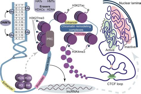 Epigenetic Mechanisms Underlying Sex Differences In The Brain And