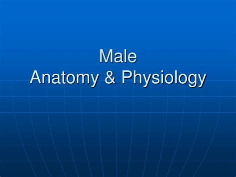 PPT - Male Anatomy & Physiology PowerPoint Presentation, free download ...