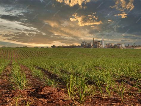 Fazenda De Cana De Açucar - Fazenda de plantação de cana-de-açúcar ao pôr do sol usine ao fundo ...