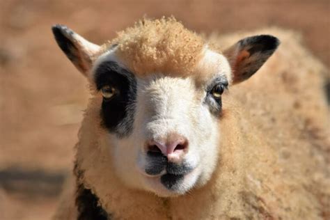 Top 11 Miniature And Small Sheep Breeds For Small Farms And Homesteads