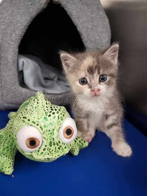 hemlock animal hospital 8