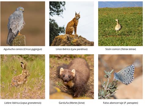 Campo de Montiel: hacia un territorio más conectado y sostenible