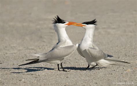 Terns