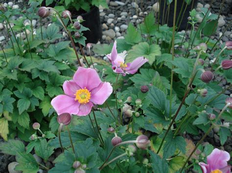 Photo 8665 Anemone X Hybrida September Charm Plant Lust
