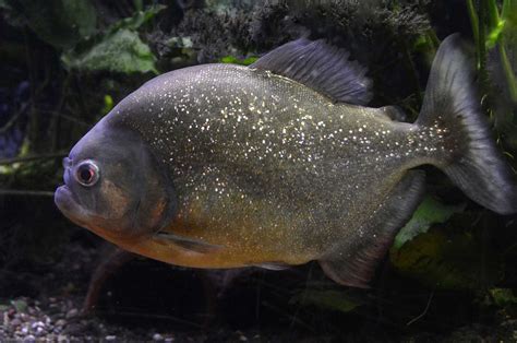 Amazon Rainforest Fish Photos Info Thinkjungle