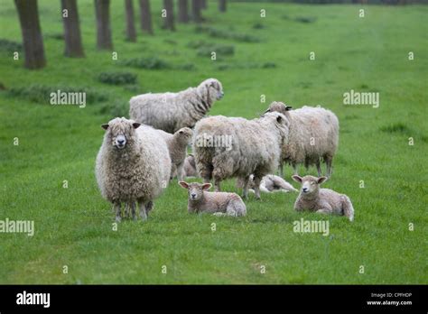 Flocking Sheep Hi Res Stock Photography And Images Alamy