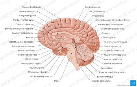 Diagram / Pictures: Medial view of the brain (Anatomy) | Kenhub | Brain ...