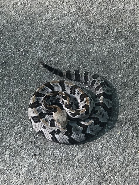 Newborn Timber Rattlesnake