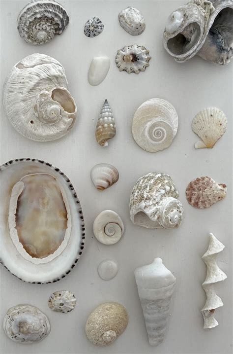 Pin By Soft Structure On Sea Shell In 2024 Sea Shells Mermaid