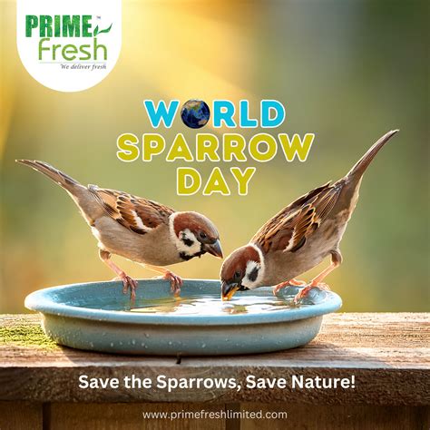 Prime - 🕊️ 𝐋𝐞𝐭’𝐬 𝐂𝐡𝐢𝐫𝐩 𝐟𝐨𝐫 𝐭𝐡𝐞 𝐒𝐩𝐚𝐫𝐫𝐨𝐰𝐬! 🕊️ This #WorldSparrowDay, let