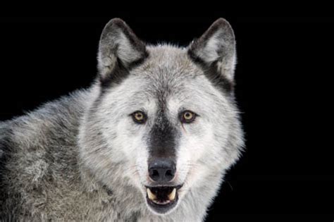 Grey Wolf The Lawrence Hall Of Science