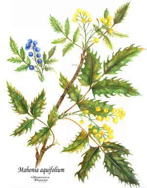 Oregon grape, Grape plant, Plant illustration