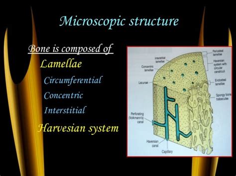 Alveolar Bone Histology