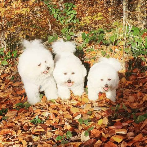 Bichon Frise Colors Is White Really The Only Option