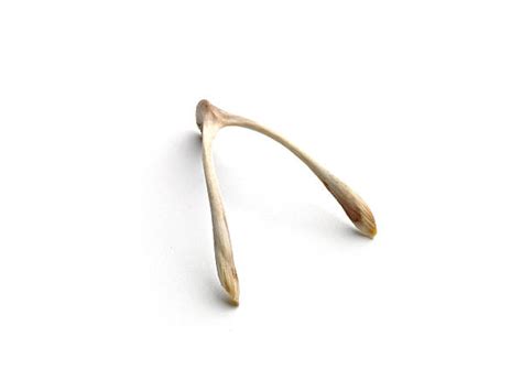 Royalty Free Wishbone Pictures, Images and Stock Photos - iStock