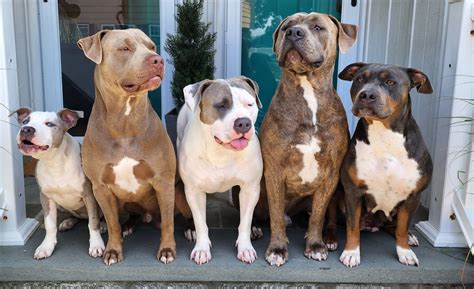 DWoods' Kennels
