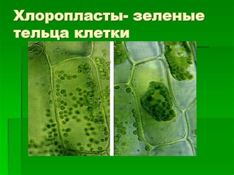 Воздушное питание растений. Фотосинтез - презентация онлайн