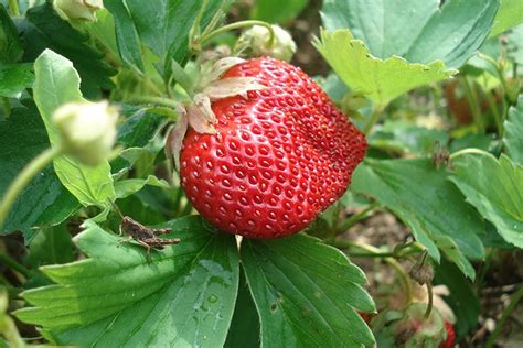 Клубника Максим: описание сорта, фото и отзывы