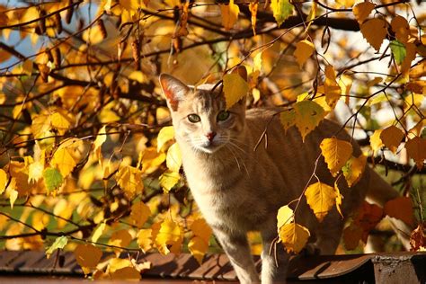 Fall Cat Leaves - Free photo on Pixabay - Pixabay