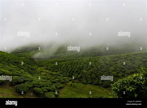 Beautiful View Of Tea Bushes From Jeep Safari On An Off Road Trail