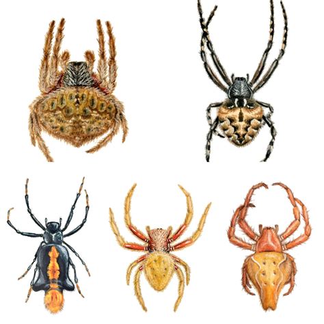 Some Watercolor And Pencil Illustration Of Australian Spiders