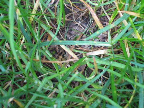 repair - My reseeding lawn is turning yellow - Gardening & Landscaping
