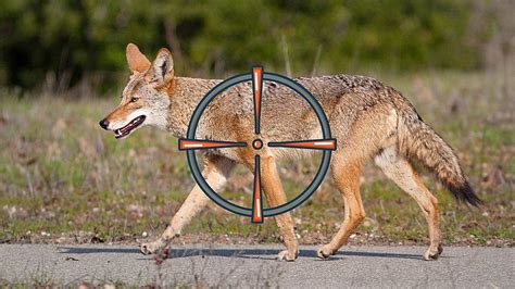 Can You Legally Take Down a Coyote in Missouri? - Yes, But...