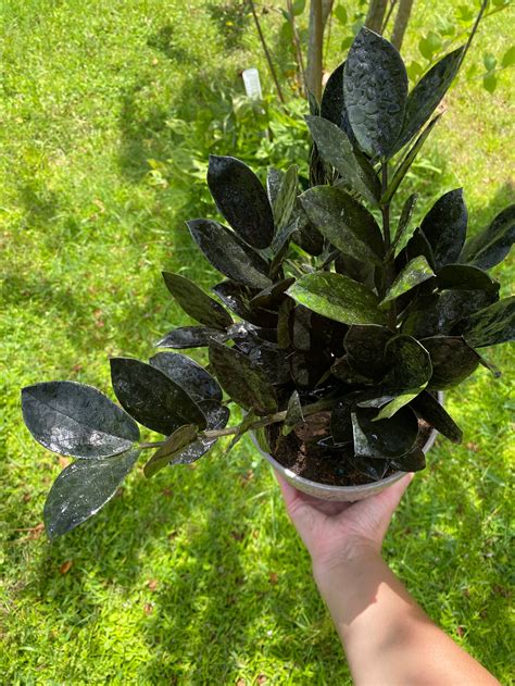 Black Raven ZZ, Dark ZZ Plant in 6” Pot, Zamioculcas Zamiifolia, Live