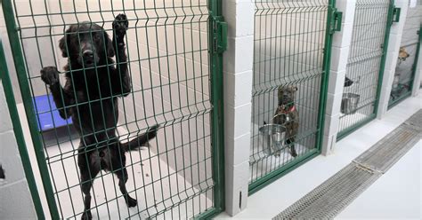 Animal advocates aim to keep euthanasia numbers low