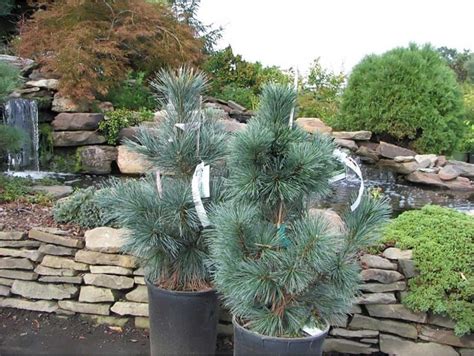 Sosna giętka Vanderwolf's Pyramid