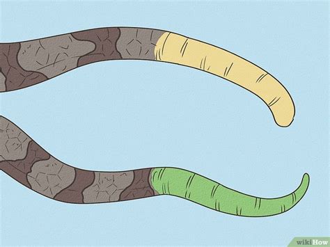 How To Identify A Baby Copperhead Snake With Pictures