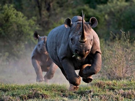 The Western Black Rhinoceros Declared Extinct Because Of Heavy Poaching