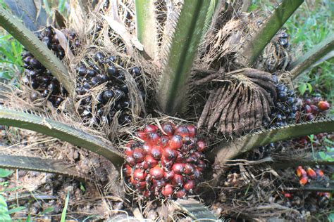 Elaeis Guineensis Jacq Plants Of The World Online Kew Science