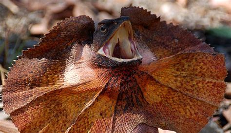 Australian Frilled Lizard or Frill Necked Lizard