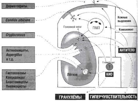 Глава 12. Особенности противогрибкового иммунитета