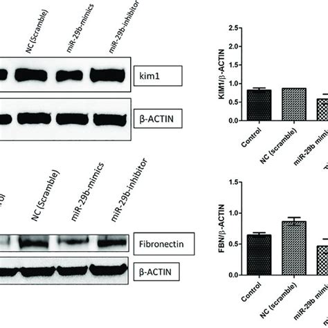 Effect Of Mir B Mimics And Inhibitors On Expression Profiles Of Dnmt