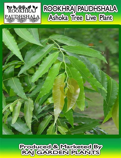 ashoka plant polyalthia longifolia