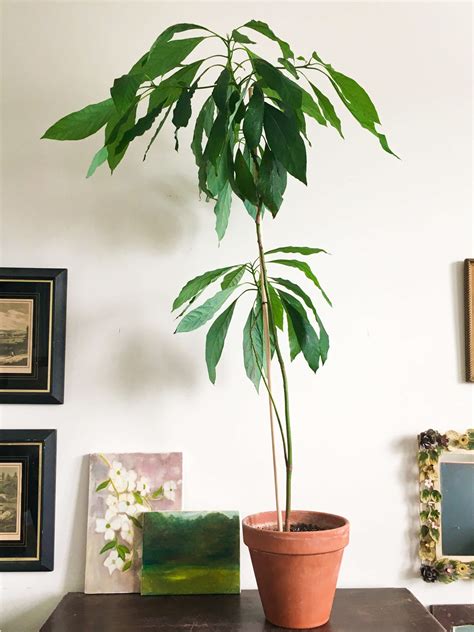 Indoor Avocado Tree With Fruit