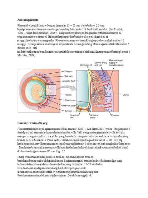 Anatomi Plasenta 1 Pdf