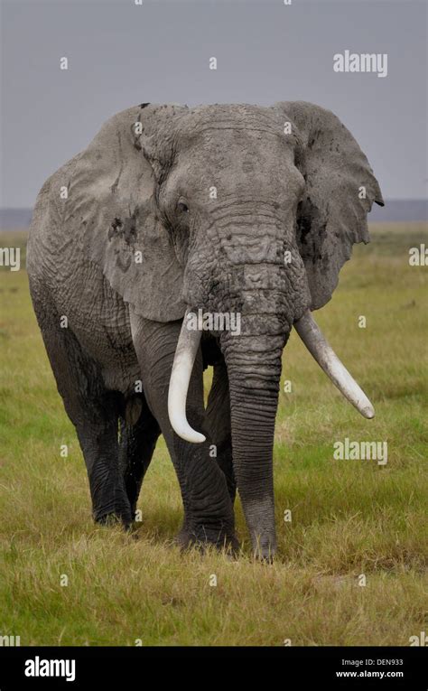 Large Bull African Bush Elephant Or African Savanna Elephant Loxodonta Africana Amboseli