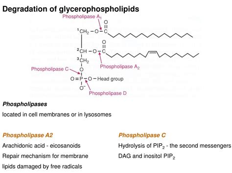 Ppt Metabolism Of Acylglycerols And Sphingolipids Powerpoint Presentation Id4666649